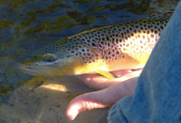 A Brown Trout being released.