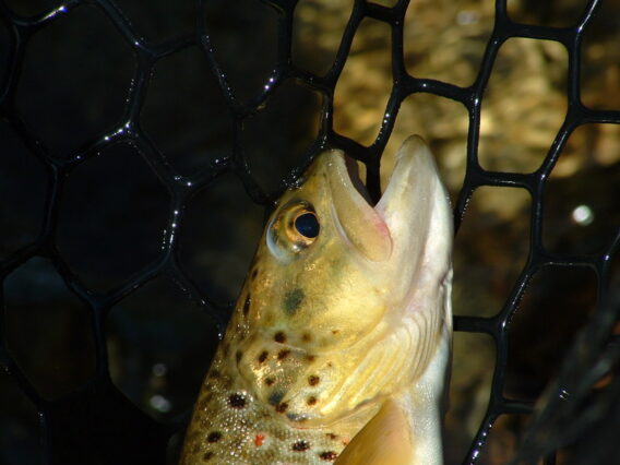Close Up of Brown Trout in Rubber Net