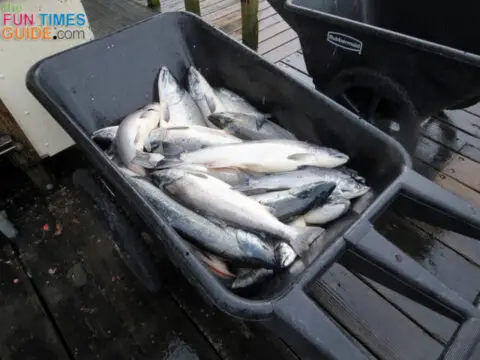 alaska-fishing-catch-of-the-day