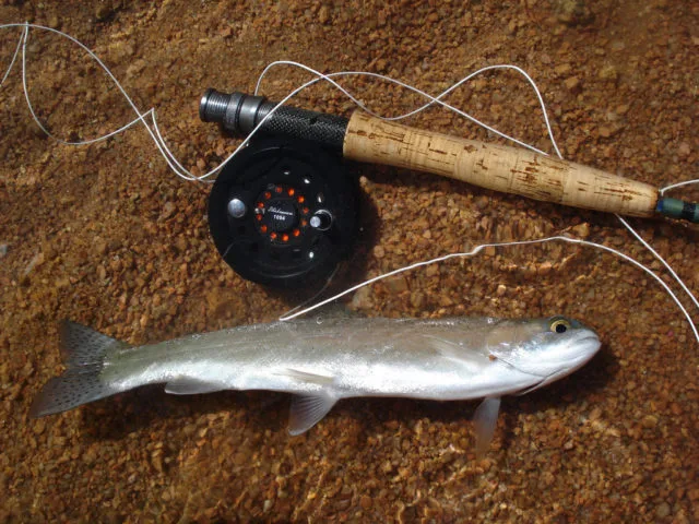 fly-line-for-fishing