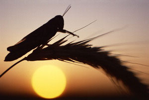 grasshopper-on-wheat-at-sunrise.jpg