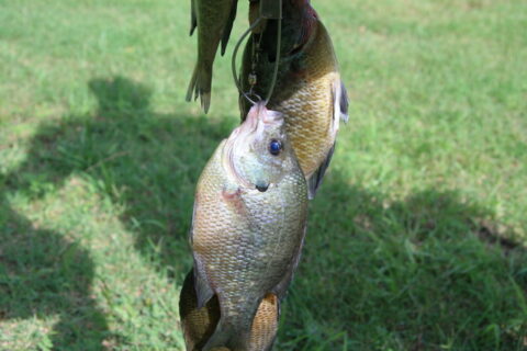 Fishing For Panfish: How To Catch ‘Em And How To Cook ‘Em