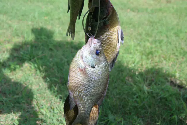 Fishing For Panfish: How To Catch 'Em And How To Cook 'Em