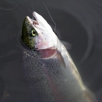 rainbow-trout-by-kasperbs.jpg